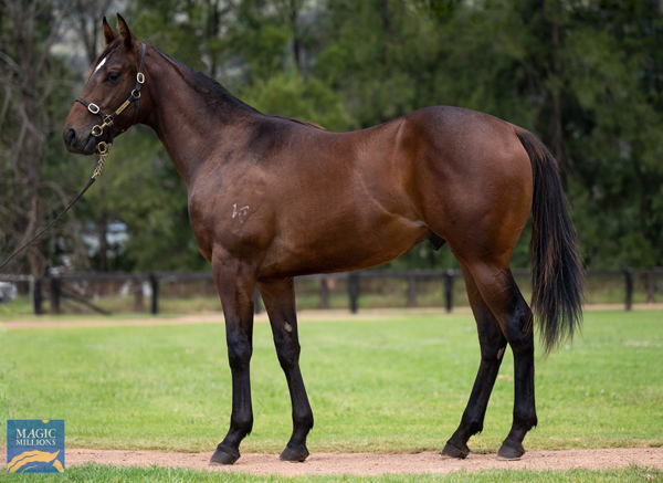 Johnny The Kid a $120,000 Magic Millions yearling