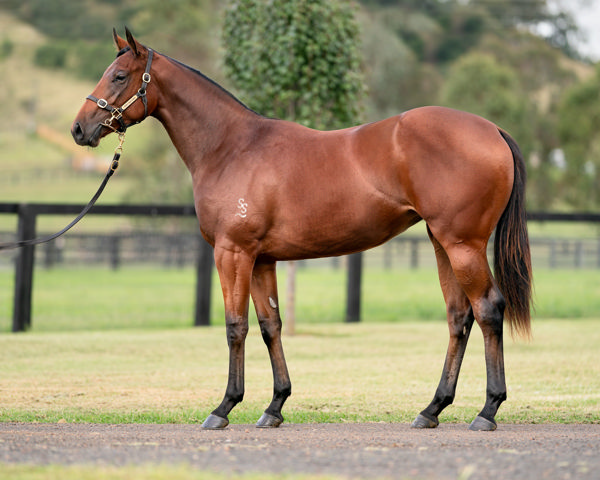 Joliestar was a $950,000 Inglis Easter purchase. 