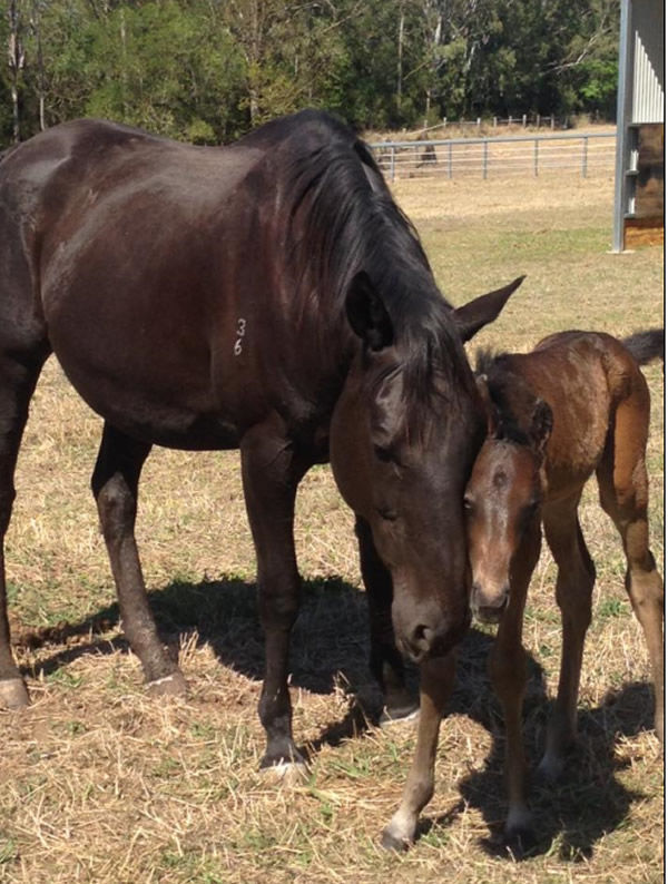 Jonker as a foal with his dam Hearts and Arrows.