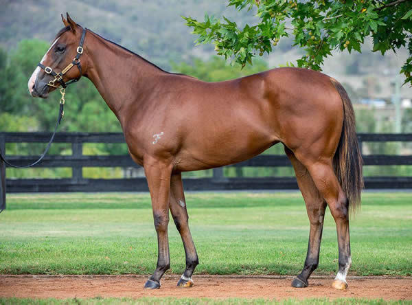 Juan Diva failed to make her $700,000 reserve at Inglis Easter