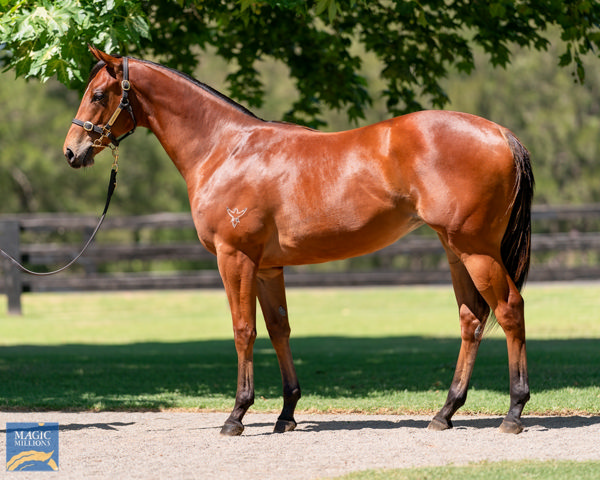 Just Like Gaby an $800,000 Magic Millions yearling