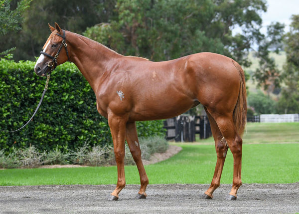 Justaboom a $150,000 Inglis Easter Yearling