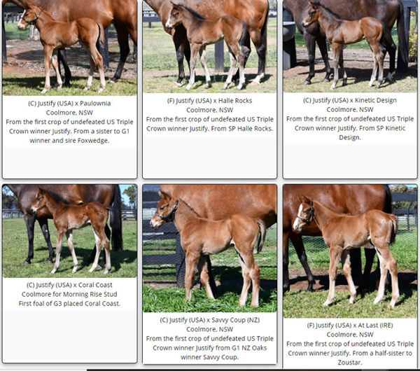 Click to see more foals on the Breednet Foal Gallery, searchable by sire and stud.