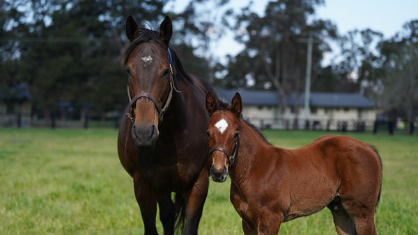 Shout the Bar with her colt by Justify (USA) - Coolmore