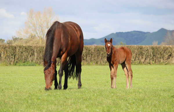 Ka Ying Rising as a foal at Windsor Park Stud with his dam Missy Moo Photo: supplied