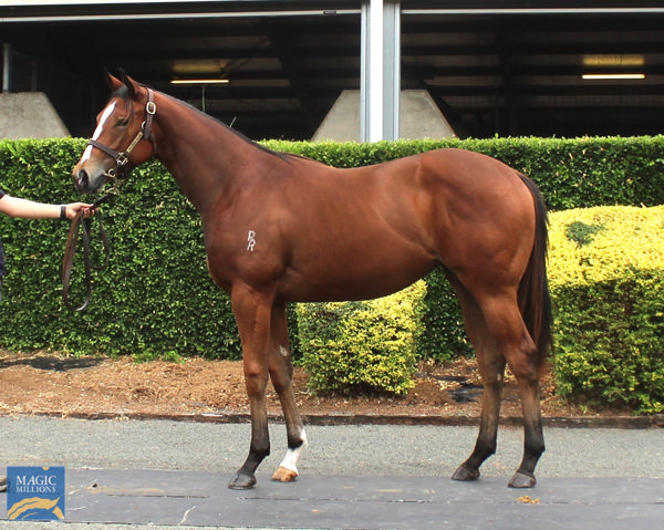 Kahlisee a $45,000 Gold Coast March Yearling