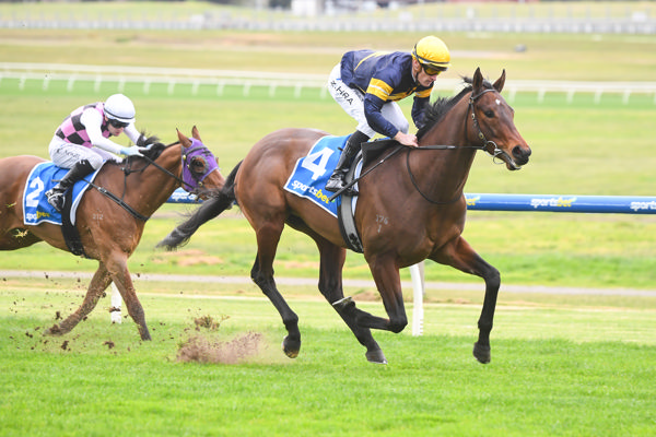 Kalkallo gets the job done on debut (image Pat Scala/Racing Photos)