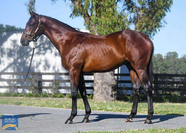 Kalkallo a $160,000 Magic Millions yearling