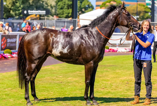 A Group 1 winner in waiting (image Grant Courtney)