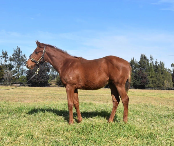 Kapunda a $22,500 Inglis Digital weanling