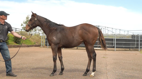 From the first crop of Brave Smash (JPN), Kimochi was a $21,000 Inglis weanling