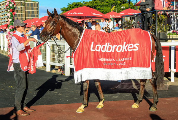 Stallion material (image Grant Courtney) 