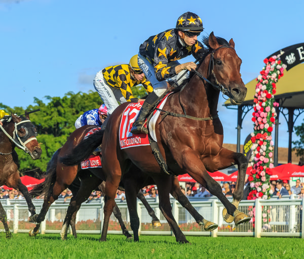 The dam of G1 winning 2YO King Colorado will be offered for sale - image Grant Courtney