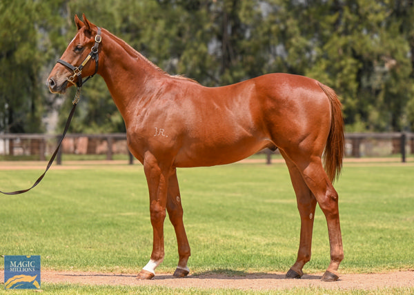 King Kirk a $300,000 Magic Millions yearling