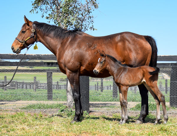 King's Gambit was foaled and raised at Newgate for Gooree Stud. 