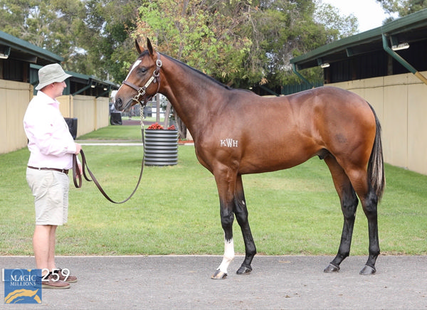 Kingofwallstreet a $120,000 Adelaide Magic Millions yearling