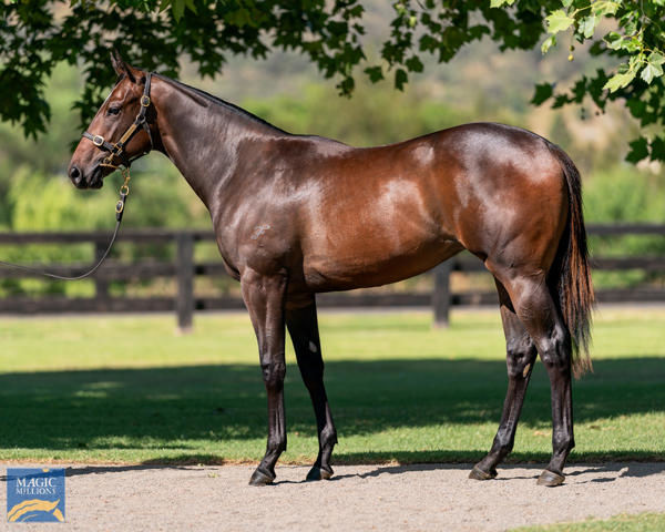 Kirribilli a $1,000,000 Magic Millions yearling