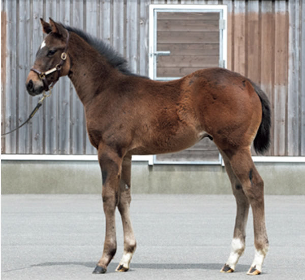 Kizuna colt foal from she Will Reign.