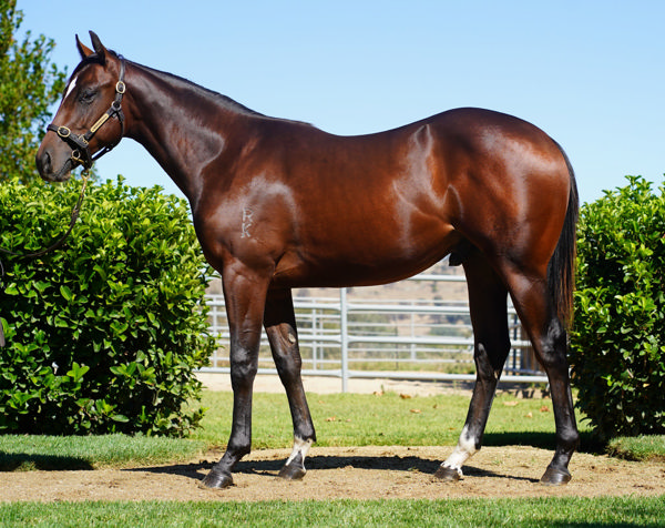 Lot 116 sold for $1.55million , click to see her page.