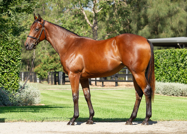 Lot 117 sold for $1.75 million, click to see her page.