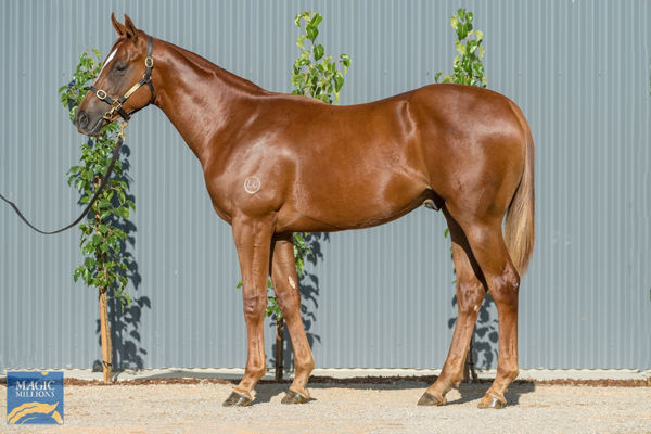 $850,000 Zoustar colt from Ravenous Lass.