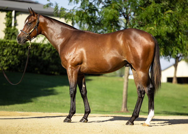 Lot 36 sold for $1.4million, click to see his page.