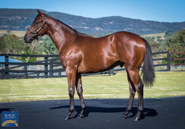 $1.6million I Am Invincible colt from Spright