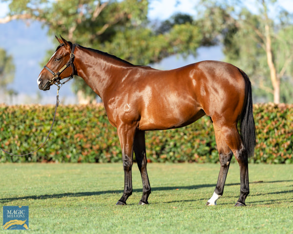 La Bella Boom a $300,000 Magic Millions yearling