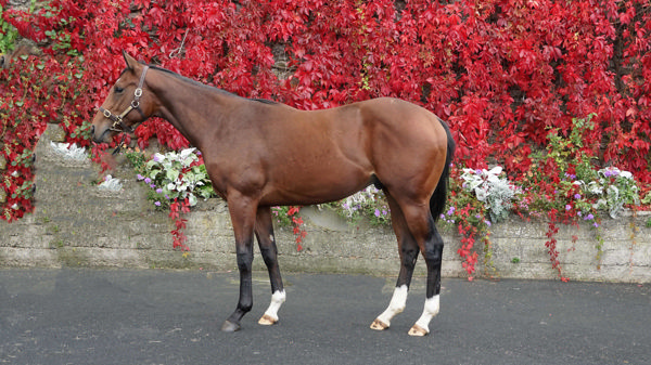 La Fracas a 170,000gns Tattersalls October yearling