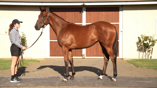 Laced Up Heels a $100,000 Inglis Premier yearling