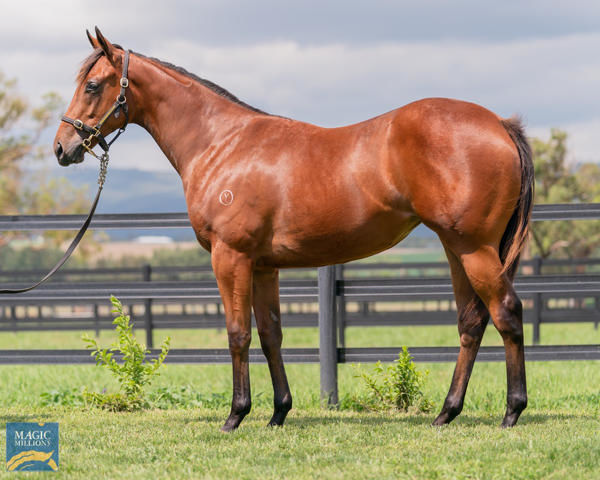 Lady Extreme a $250,000 Magic Millions yearling