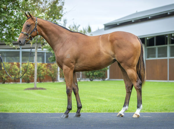 Lady Shenandoah a $525,000 Inglis Easter yearling