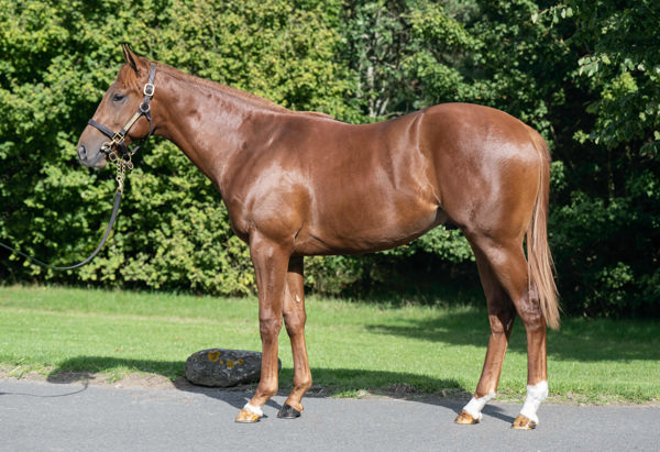 Lake Forest a 130,000gns Tattersalls October yearling