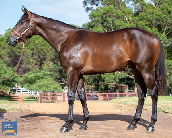 Lano a $125,000 Perth Magic Millions yearling