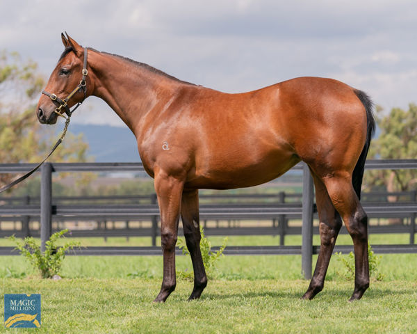 At $520,000 Latakia was the most expensive Deep Field filly at the 2021 Magic Millions 