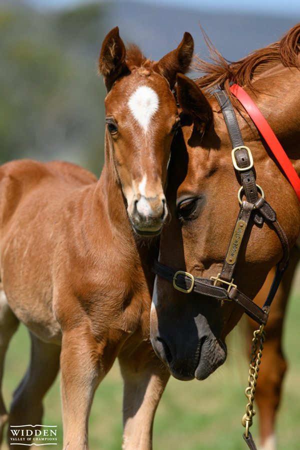 Zoustar colt from Lazzago at Widden Stud.