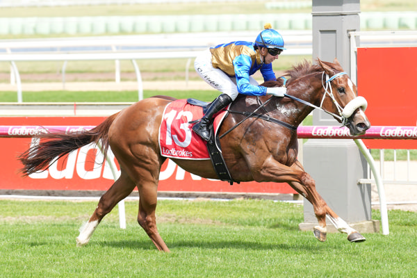 Legacy Bay - bred to be good (image Scott Barbour/Racing Photos)