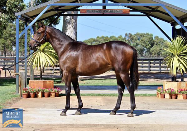 Let's Galahvant a $10,000 Perth Magic Millions yearling