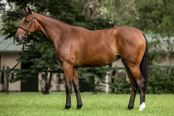 Let'sbefrankbaby a $400,000 Inglis Easter yearling