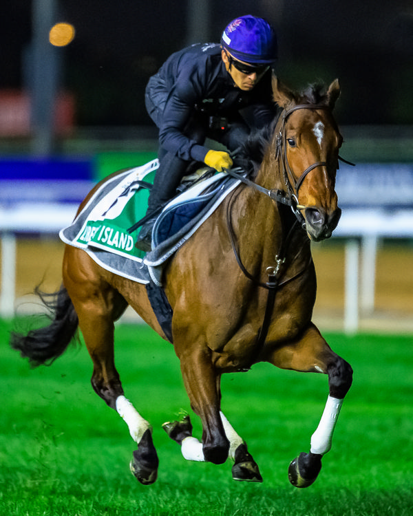 Yankee Rose's daughter tackles the Sheema Classic at her first start since finishing second to Equinox in the Japan Cup (image Grant Courtney)