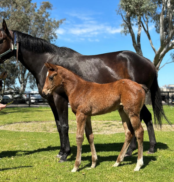 Lightsaber filly from Park Towers at Darling View Thoroughbreds.