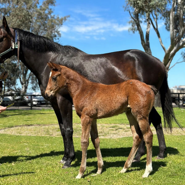 Lightsaber x Park Towers filly at Darling View Thoroughbreds