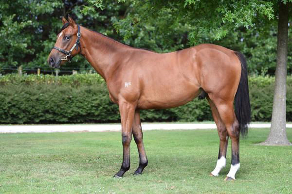 Lion's Roar a $65,000 Karaka Book 2 yearling