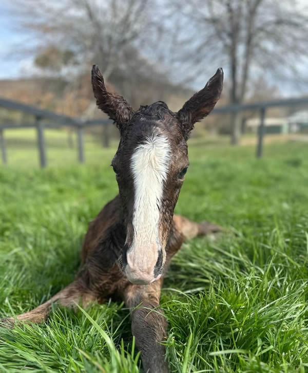 Lofty Strike filly from Eau Claire.
