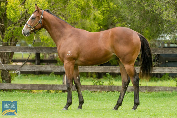Lofty Strike was a $280,000 Magic Millions yearling, bred and sold by Corumbene.