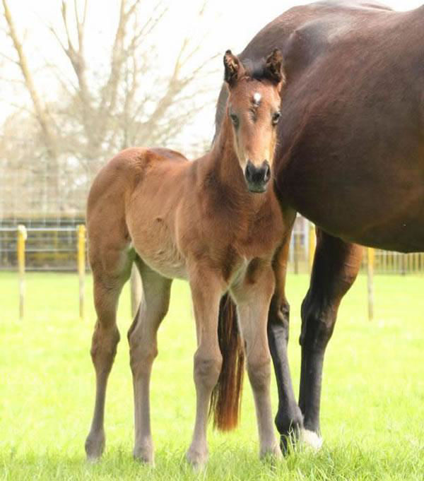 Trelawney Stud sent in this image of Loire to the 2016 Breednet Foal Gallery 