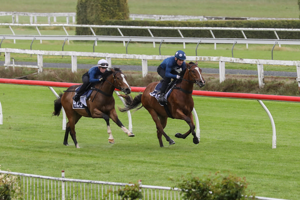 Lot 110- Bivouac gelding from Shrill (GB) was the quickest of all breeze ups. 