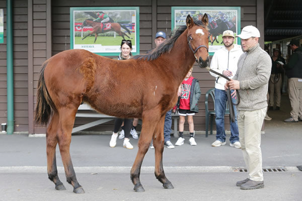 Lot 129, a Sword of State half-brother to Torranzino parades at Karaka Photo: Trish Dunell