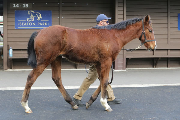 Lot 13, a Per Incanto colt out of the stakes-winning mare London Express Photo: Trish Dunell