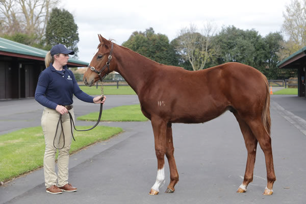 Lot 139, a colt by boom sire Super Seth from Queen Leonora Photo: Trish Dunell